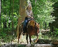 gelding-quarter-horse
