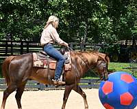 gentle-quarter-horse
