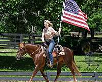 all-around-quarter-horse