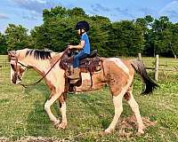 buckskin-overo-school-horse