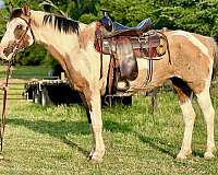 buckskin-overo-started-under-saddle-horse