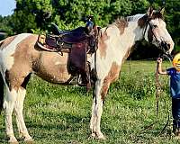buckskin-overo-working-catt-horse