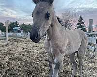apha-aqha-filly-stallion