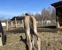 quarter-horse-filly