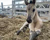 dun-apha-aqha-filly-stallion
