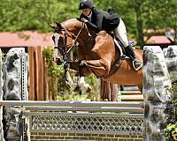 hunter-kid-safe-warmblood-horse