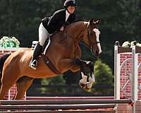 hunter-kid-safe-gelding