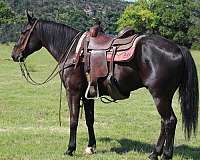 athletic-friesian-horse