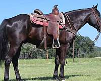 calf-roping-friesian-horse
