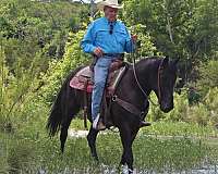 english-pleasure-friesian-horse