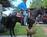 flashy-friesian-horse
