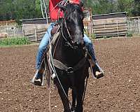 performance-friesian-horse