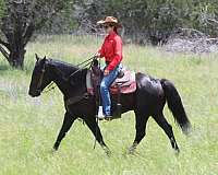 ranch-friesian-horse