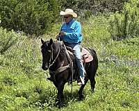 ranch-versatility-friesian-horse
