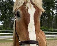 17-hand-belgian-gelding