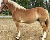 sorrel-gelding-for-sale