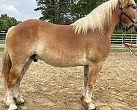 sorrel-belgian-gelding