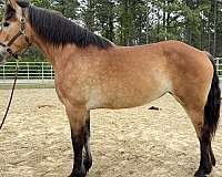 buckskin-belgian-mare