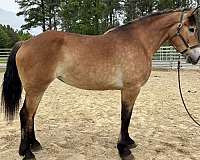 buckskin-belgian-for-sale