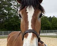 buckskin-belgian