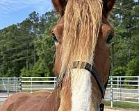 16-hand-draft-mare
