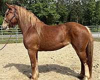 sorrel-draft-mare