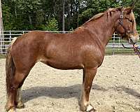 sorrel-mare-for-sale