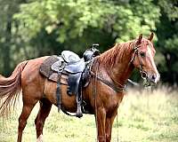 white-paint-pony