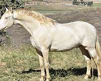 ancce-azteca-horse