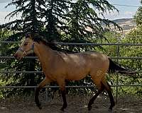 quarter-azteca-horse