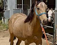 aztecas-horse