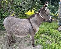 6-hand-donkey-colt