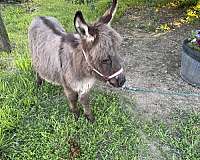 forever-donkey
