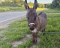 forever-home-donkey