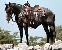 palomino-dapple-white-horse