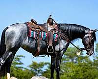 all-around-friesian-horse