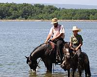 field-trial-friesian-horse