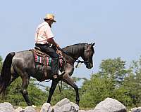 flashy-friesian-horse