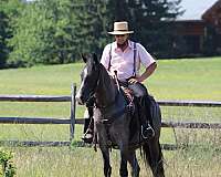 halter-friesian-horse