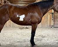 paint-horse-for-sale