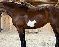 paint-mare