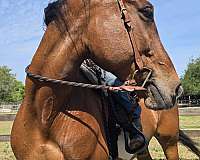 paint-horse