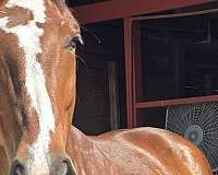 cross-draft-paint-horse
