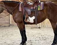 draft-draft-paint-horse