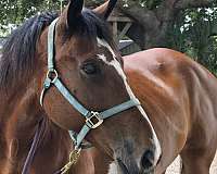 cross-horse