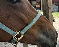 trail-draft-paint-horse