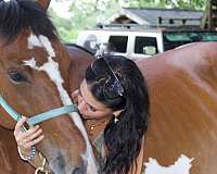 draft-horse