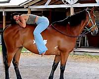 trail-horse