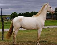 perlino-pleasure-driving-horse