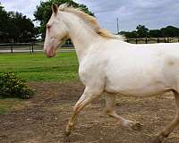 breeding-andalusian-horse